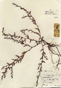 Polygonum glaucum image