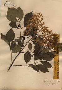 Sambucus nigra image