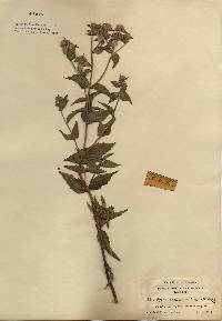 Image of Pycnanthemum muticum