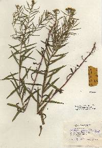 Euthamia graminifolia image