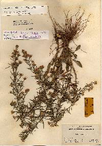 Symphyotrichum pilosum image