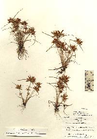Image of Cyperus filicinus