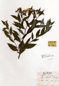 Image of Spiraea japonica