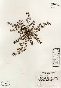 Image of Euphorbia supina