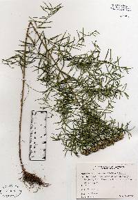 Image of Pycnanthemum tenuifolium