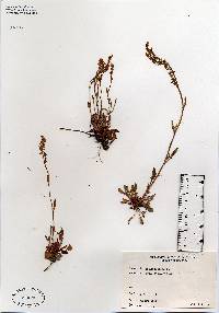 Rumex acetosella image