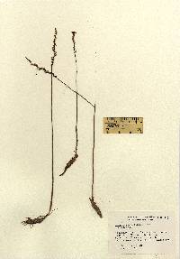 Image of Spiranthes tuberosa