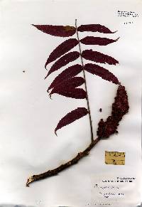 Rhus typhina image