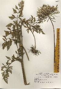 Daucus carota image