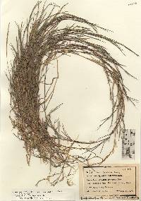 Agrostis stolonifera image