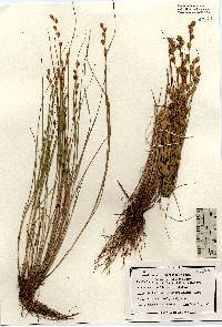 Image of Carex hormathodes