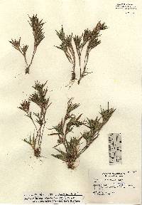 Image of Dichanthelium acuminatum ssp. implicatum