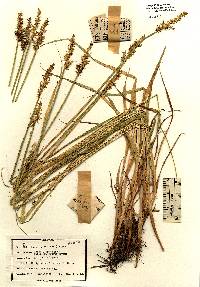 Carex stipata image