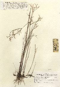 Juncus pelocarpus image