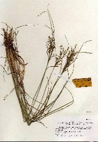 Juncus tenuis image