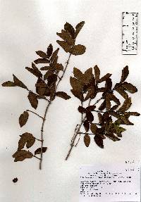 Lonicera morrowii image