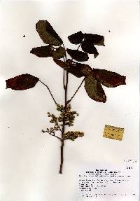 Toxicodendron radicans image