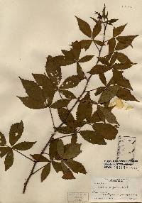 Image of Rubus argutus