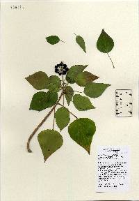 Hedera helix image