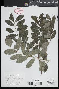 Robinia pseudocacia image