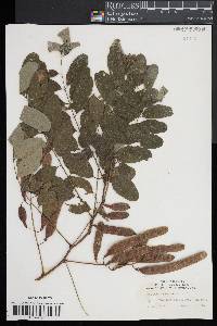 Robinia pseudocacia image