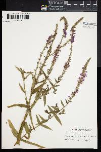 Lythrum salicaria image