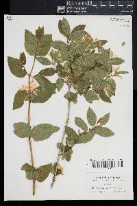 Lonicera tatarica image