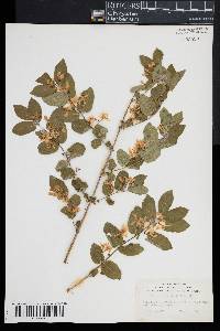 Lonicera morrowii image