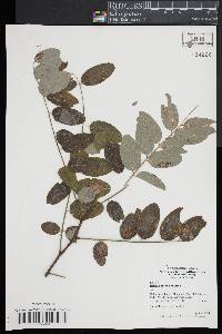 Robinia pseudocacia image