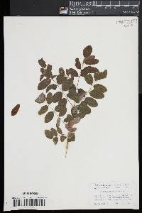 Robinia pseudocacia image
