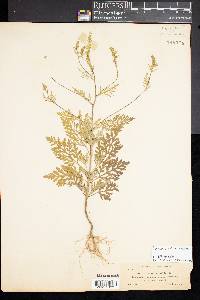 Ambrosia artemisiifolia image