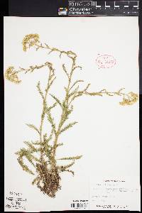 Achillea millefolium image