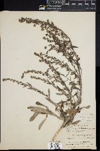 Image of Artemisia ludoviciana