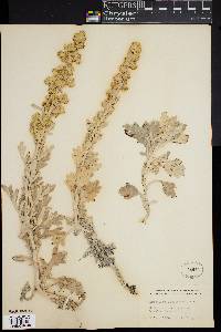 Artemisia stelleriana image