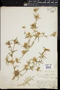 Image of Centaurea calcitrapa