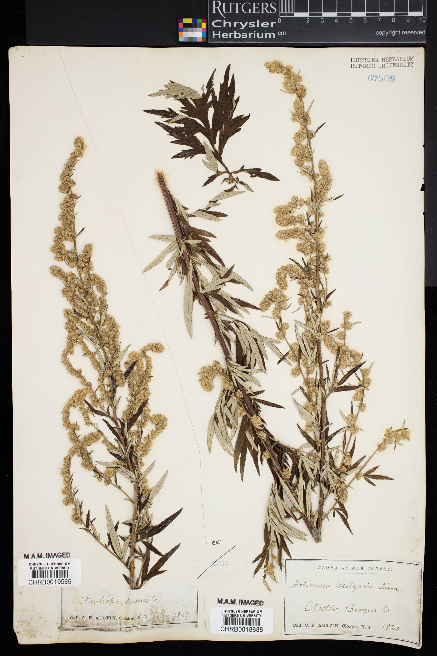 Artemisia vulgaris image