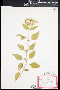 Ageratina altissima image