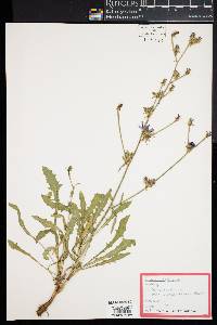 Cichorium intybus image