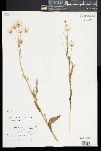 Erechtites hieraciifolia image