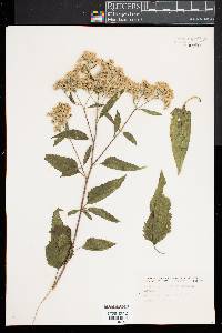 Eupatorium serotinum image