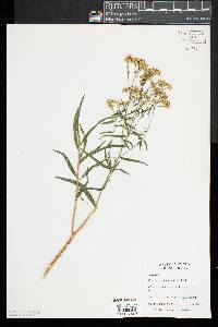 Euthamia graminifolia image