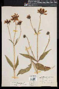 Helianthus tuberosus image