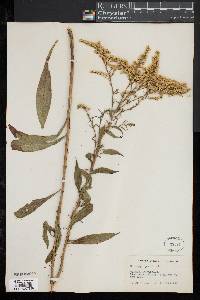 Solidago juncea image