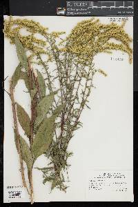 Solidago juncea image