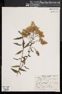 Solidago odora image