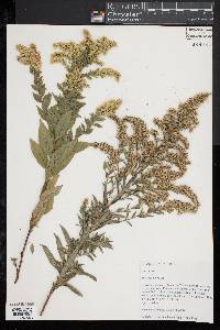 Solidago odora image