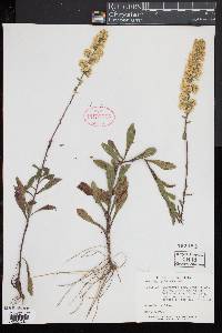 Solidago puberula image