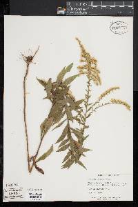 Solidago rugosa image