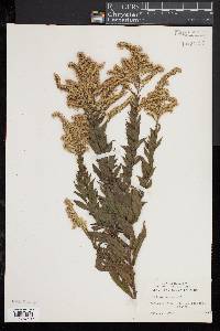 Solidago rugosa image