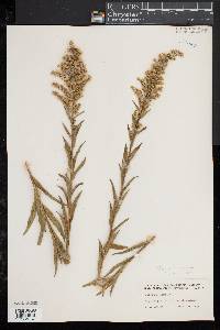 Solidago sempervirens image